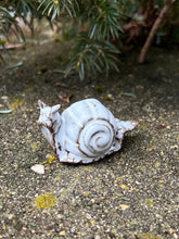 Load image into Gallery viewer, Tiny Snail