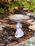 Mushroom - Trinket Dish